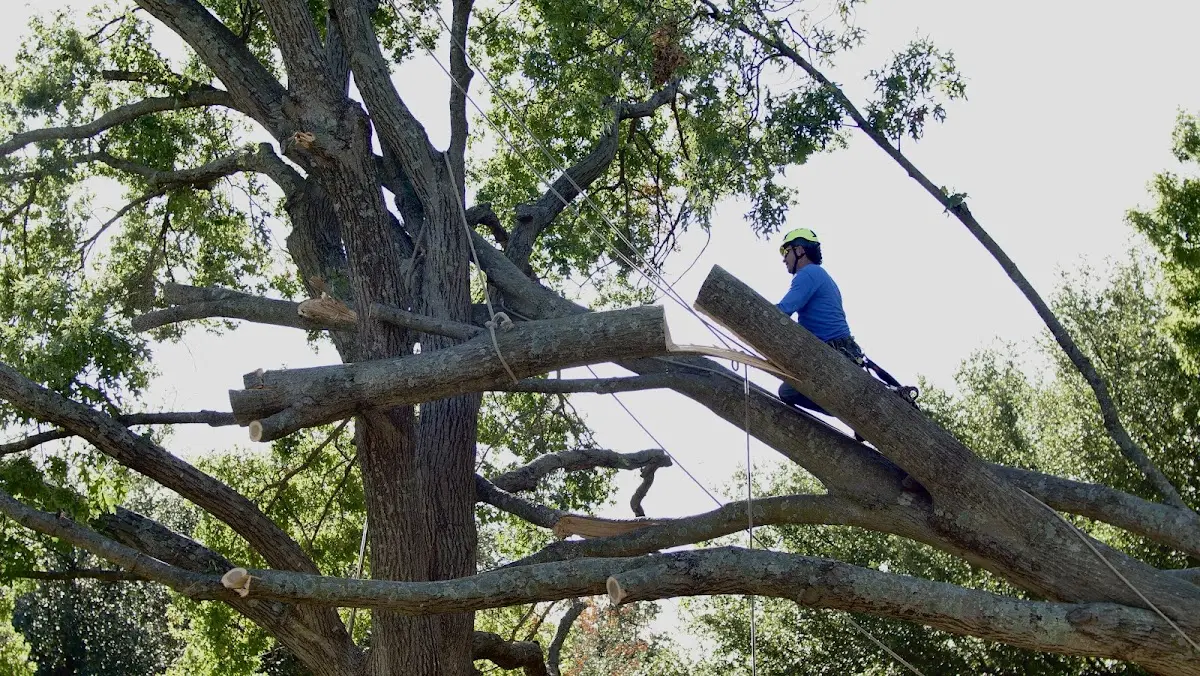 Professional Crown Thinning performed by certified arborists in Lydia